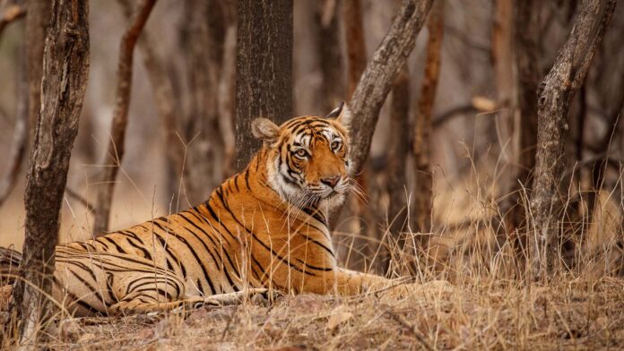 Tiger Safari